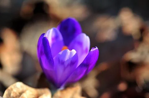 Purple crocus flower in the spring Stock Photos