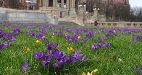 Purple Crocus Flowers Blooming at Chrobry Embankment in Szczecin Poland Stock-Footage 345763330