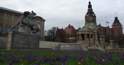 Purple Crocus Flowers Blooming at Chrobry Embankment in Szczecin Poland Vidéo 345763998