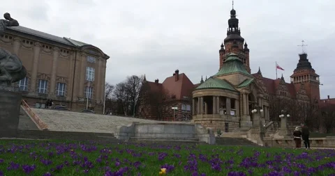 Purple Crocus Flowers Blooming at Chrobry Embankment in Szczecin Poland Stock-Footage 345764533