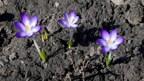 Purple crocus flowers blooming on dark soil in spring garden 库存影片 331786911