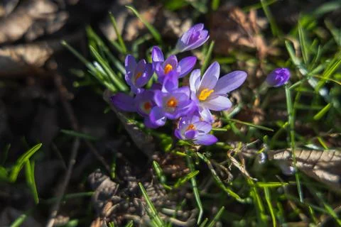 Purple crocus flowers blooming in early spring in the forest Stock Photos