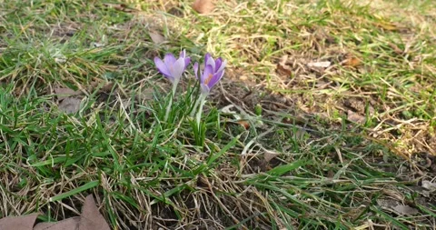 Purple Crocus Flowers Blooming in Grass in Early Spring Stock Footage 343566348