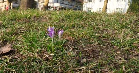 Purple Crocus Flowers Blooming in Grass in Early Spring Stock Footage 343567307
