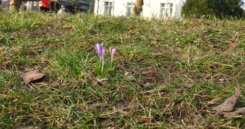 Purple Crocus Flowers Blooming in Grass in Early Spring Stock Footage 343567702