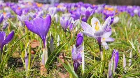 Purple Crocus flowers blooming in the spring Stock Footage 130707213