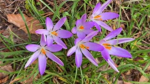 Purple crocus flowers blooming in spring grass Stock Footage 339457084