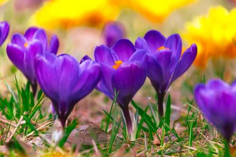 Purple crocus flowers blooming in spring grass closeup Stock Photos