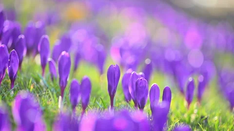 Purple crocus flowers blooming in warm sunlight, serene forest nature Stock Footage 326829604