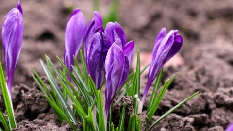 Purple crocus flowers emerging from dark soil in early spring gardens, conv.. Vídeo Stock 339851082
