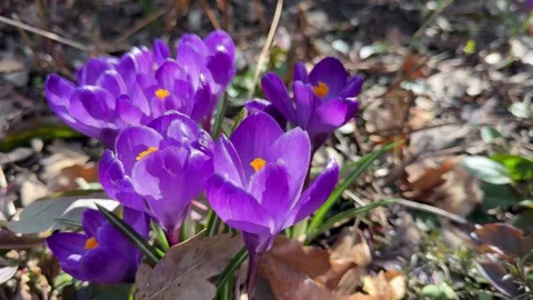 Purple crocus flowers Video stock 313817840