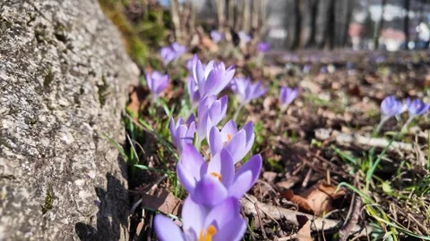 Purple crocus flowers in the forest. Stock Footage 311173840