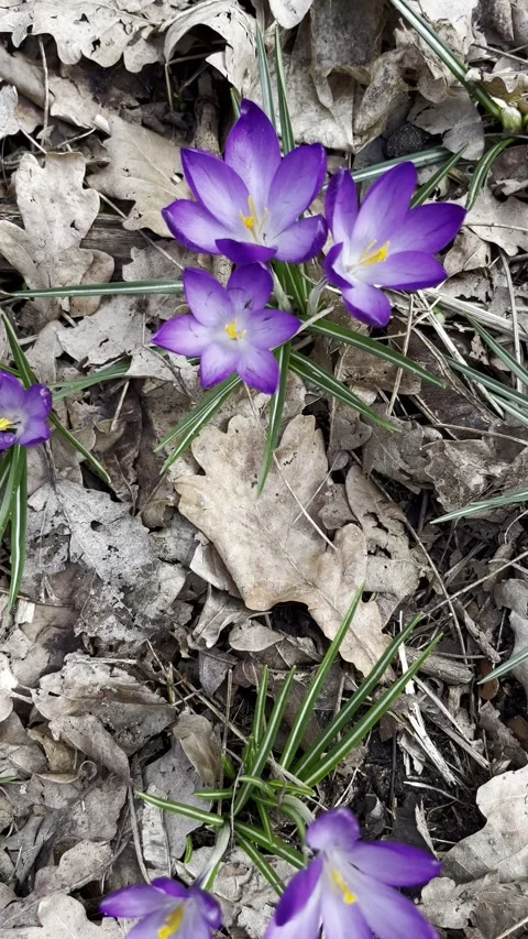 Purple crocus flowers in the forest in spring on a clearing. View from above. Stock Footage 293283514