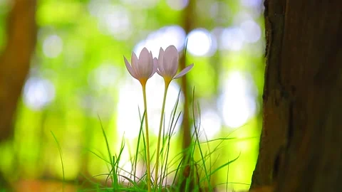 Purple crocus flowers growing in the forest 動画素材 150053060