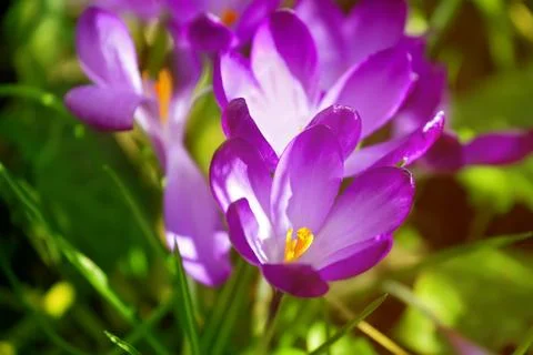 Purple crocus flowers Stock Photos