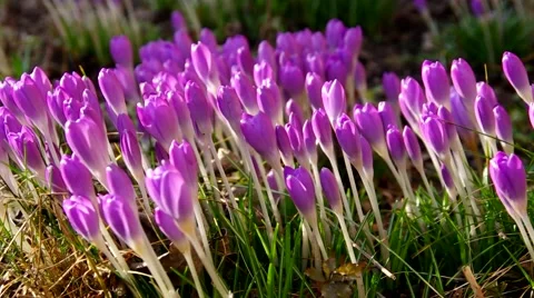 Purple crocus flowers in spring Stock Footage 49096680