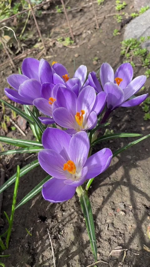 Purple crocus flowers in spring garden with bees flying around them. Stock Footage 277660295