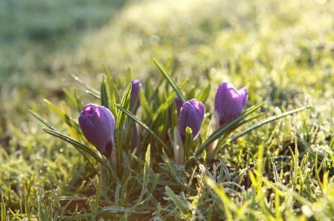 Purple crocus flowers in spring Stock Photos
