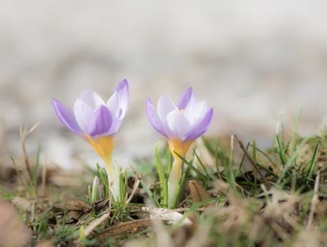 Purple crocus flowers in spring Stock Photos