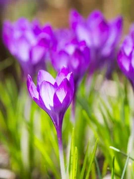 Purple crocus flowers in spring Foto stock
