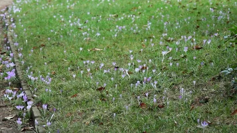 Purple crocus flowers, spring time, Berlin botanical gardens, Germany 動画素材 69811415