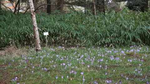 Purple crocus flowers, spring time at botanical gardens, Berlin, Germany Stock Footage