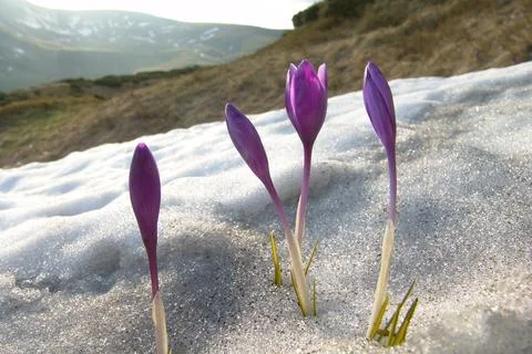 Purple crocus flowers sprouting directly through melting spring snow in the m Stock Photos
