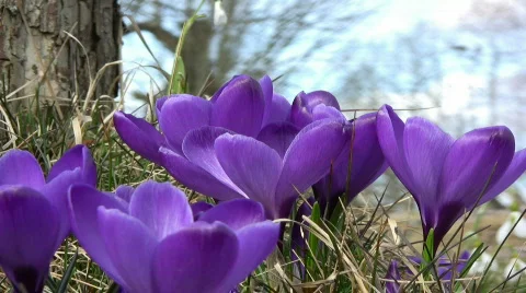 Purple crocus Stock Footage 355549