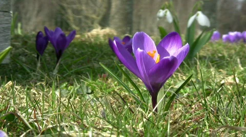 Purple crocus Stock Footage 355613
