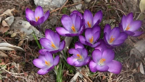 Purple crocus Stock Footage 11019585