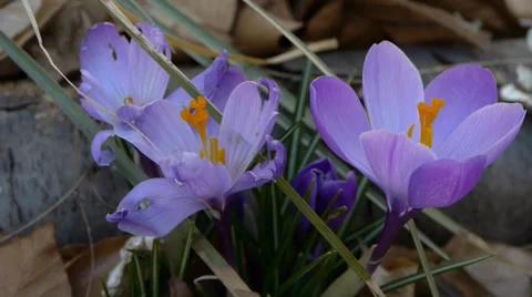 Purple crocus Stock Footage 36542181