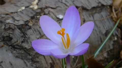 Purple crocus Stock Footage 36542440