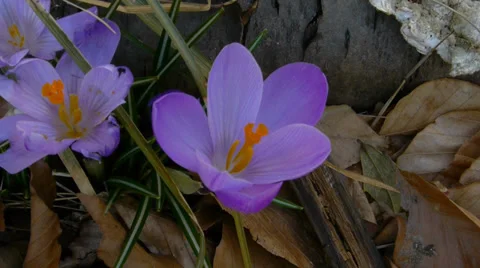 Purple crocus Stock-Footage 36542715