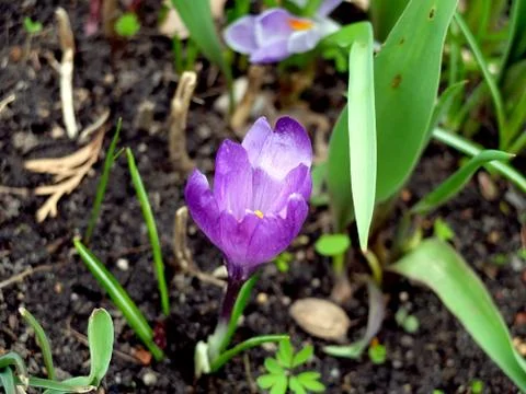 Purple crocus in the grass Stock Photos