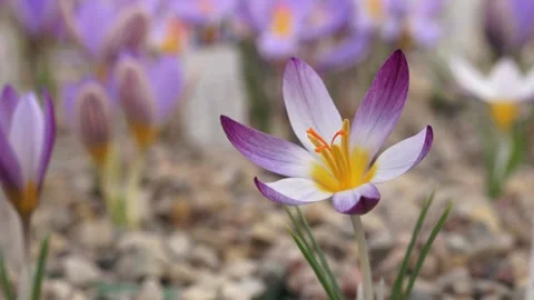 Purple crocus in a greenhouse Stock Footage 149396768