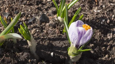 Purple Crocus growing in the early spring Video stock 286725275