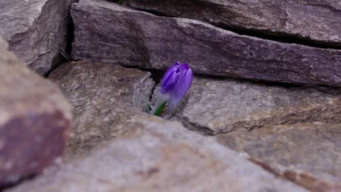 Purple crocus grows between stones in the garden in early spring, timelapse, 库存影片 330290724