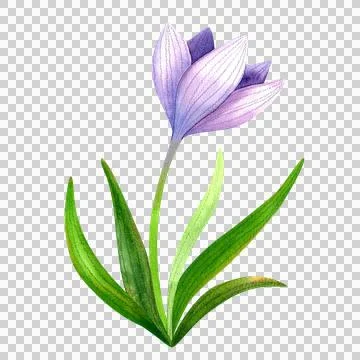 Purple crocus with a half-closed bud, isolated watercolor illustration. Illustration
