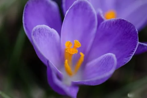 Purple crocus macro Stock Photos