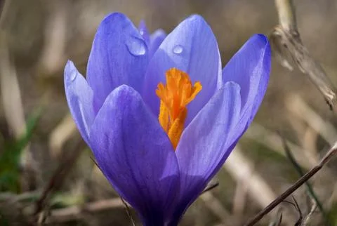Purple Crocus Open Bloom Macro Orange Stamens Stock Photos