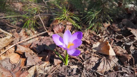Purple crocus opening among fallen leaves on forest floor 库存影片 331593170