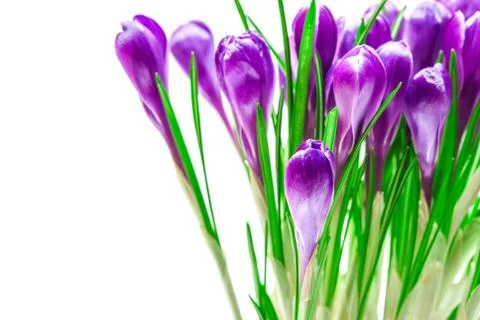Purple crocus Stock Photos