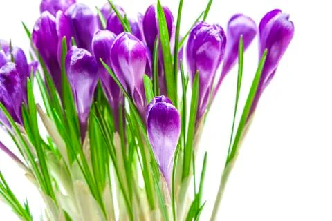 Purple crocus Stock Photos
