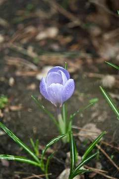 Purple crocus Stock Photos