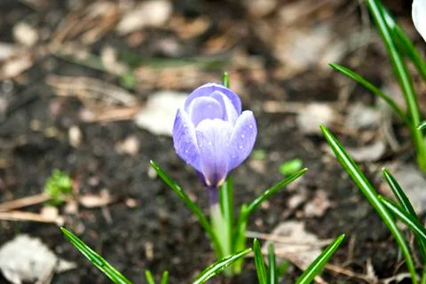 Purple crocus Stock Photos