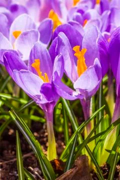 Purple crocus Stock Photos