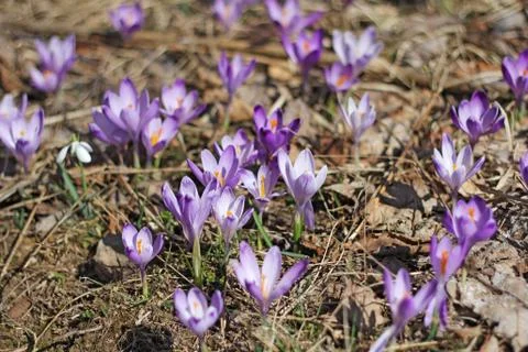 Purple crocus Stock Photos