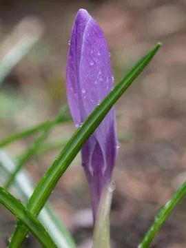 Purple crocus Stock Photos