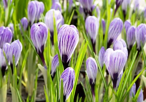 Purple Crocus. Stock Photos