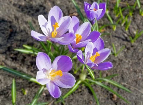 Purple Crocus. Stock Photos